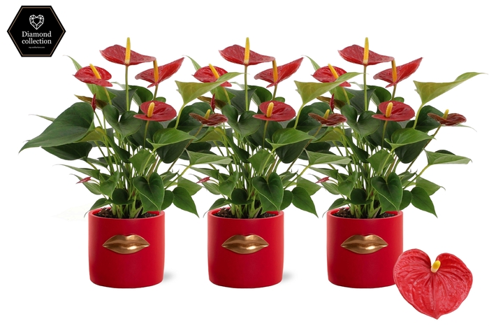 <h4>Anthurium Diamond Red in Lovely red ceramics</h4>