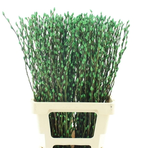 Salix Snow Flake Klb Appel Groen