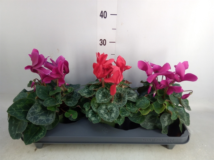 <h4>Cyclamen GR 'Mammoth'</h4>