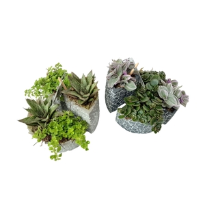 Arr.   Kamerplant Groen L%