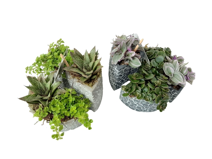 <h4>Arr.   Kamerplant Groen L%</h4>