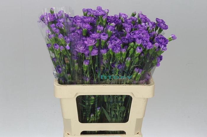 <h4>Di Tr Moonberry</h4>