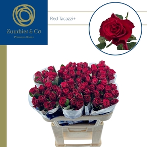 R GR RED TACAZZI+ 70