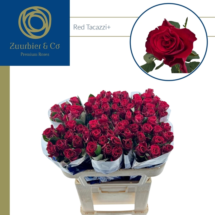 <h4>R GR RED TACAZZI+ 70</h4>