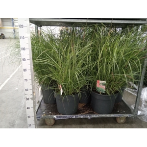 Miscanthus sin. 'Red Chief'