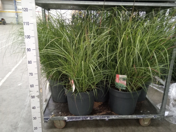 <h4>Miscanthus sin. 'Red Chief'</h4>