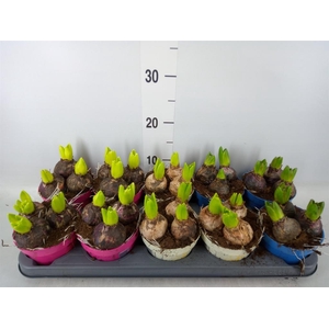 Hyacinthus orie. ...mix 3