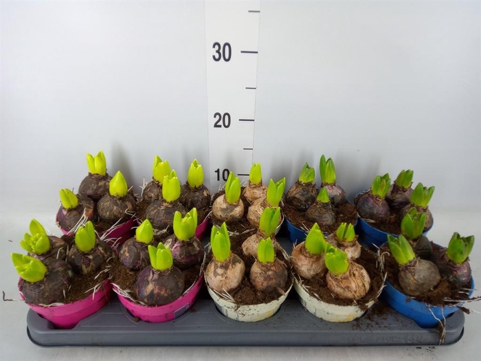 <h4>Hyacinthus orie.   ...mix 3</h4>