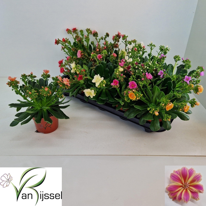 <h4>LEWI MOU DREAMS GEM</h4>