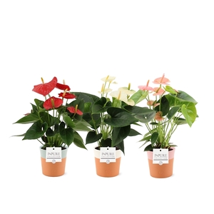 Anthurium 3 color mix in Pure Terra Cotta ceramics