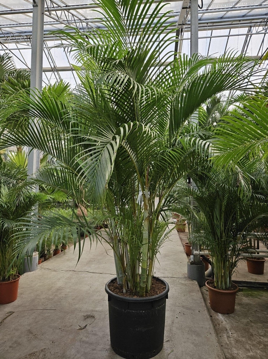 <h4>Dypsis lutescens</h4>