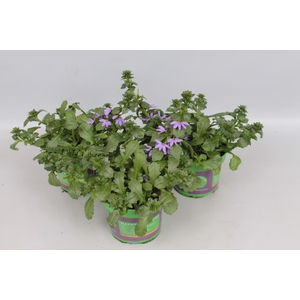 Scaevola Blue