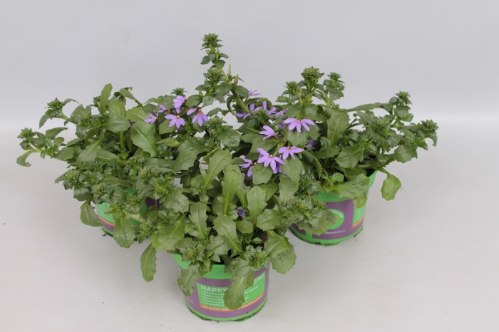 <h4>Scaevola Blue</h4>