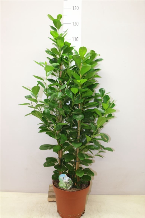 <h4>Ficus Microcarpa Moclame</h4>