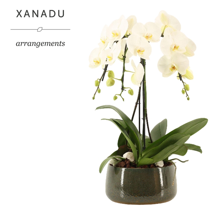 <h4>Arr.    Planten  H%</h4>