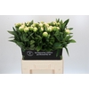Paeonia Madame Claude Tain