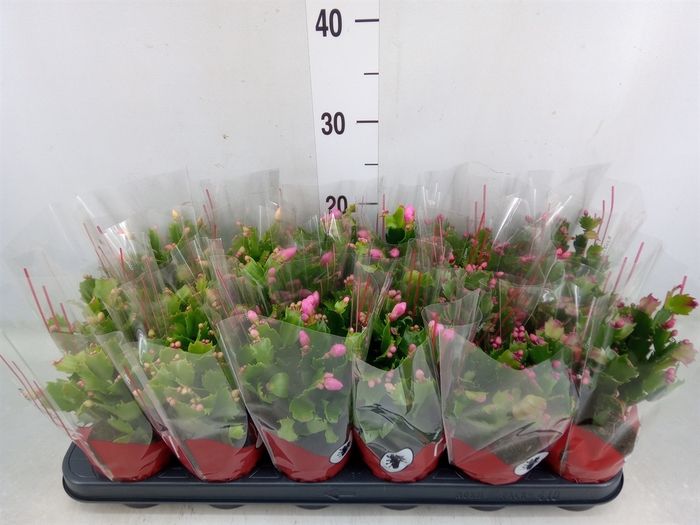 <h4>Schlumbergera   ...</h4>