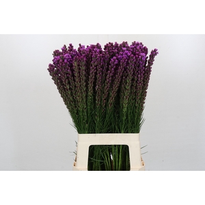 Liatris Callilepis