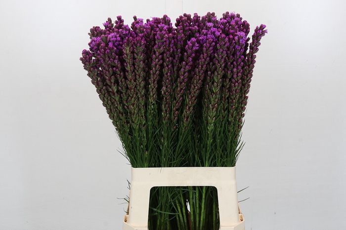 <h4>Liatris Callilepis</h4>