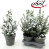 Picea Gl Conica Snow