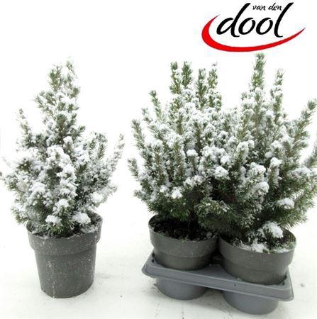 Picea Gl Conica Snow