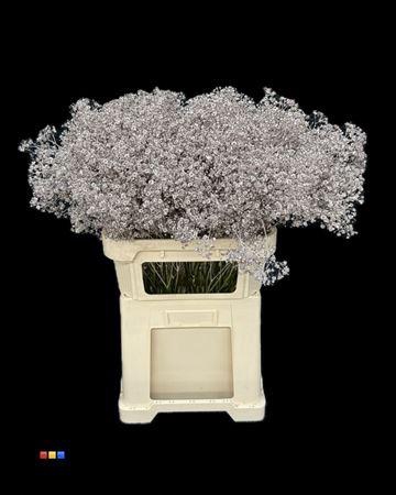 <h4>Gyps Xlence Champagne</h4>