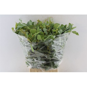 Euca Populus Berry 300 Gram