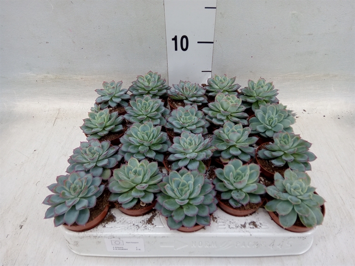 <h4>Echeveria   ...not flowering</h4>