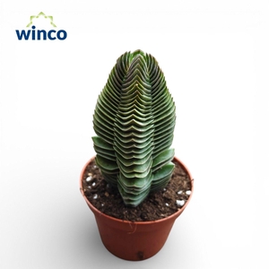 Crassula Buddha's Temple XL