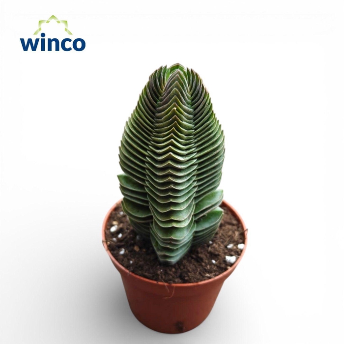 Crassula Buddha's Temple XL