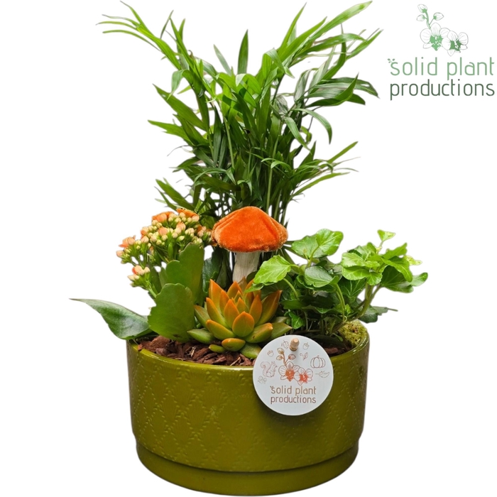 <h4>CE003 Loes Green Orange Echeveria</h4>