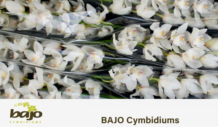 <h4>CYMB T POMPEI</h4>