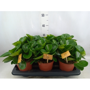 Peperomia obt. 'Green Gold'