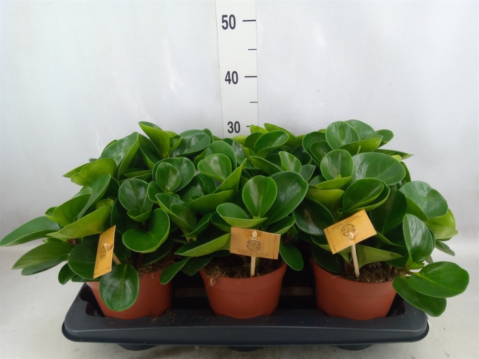 <h4>Peperomia obt. 'Green Gold'</h4>