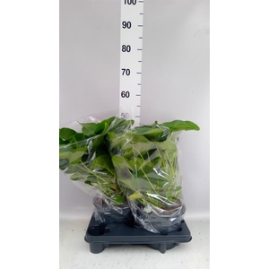 Pilea peperomioides