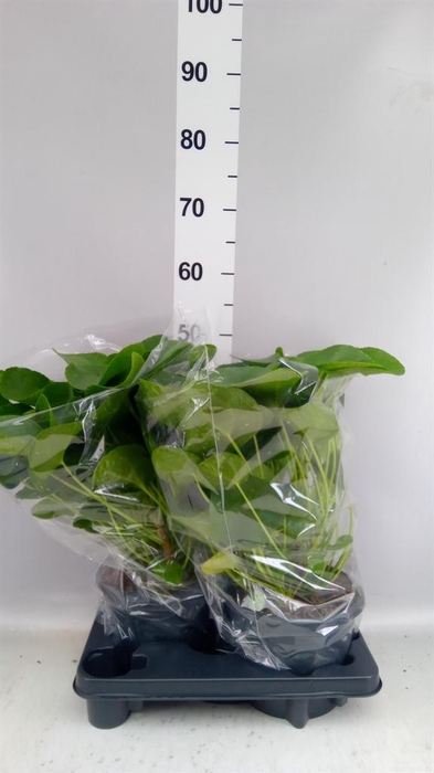 <h4>Pilea peperomioides</h4>