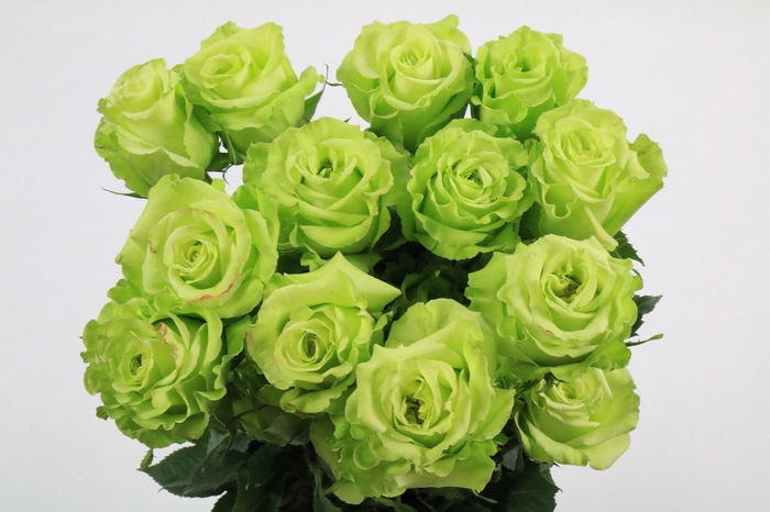 <h4>Rosa Ec Supergreen</h4>