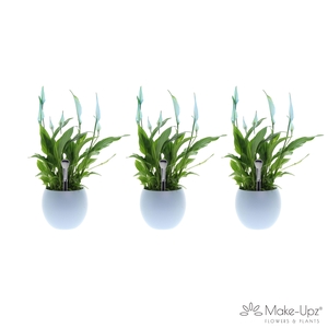 Spathiphyllum 13 cm Bellini Make Upz - Bolpot Blauw