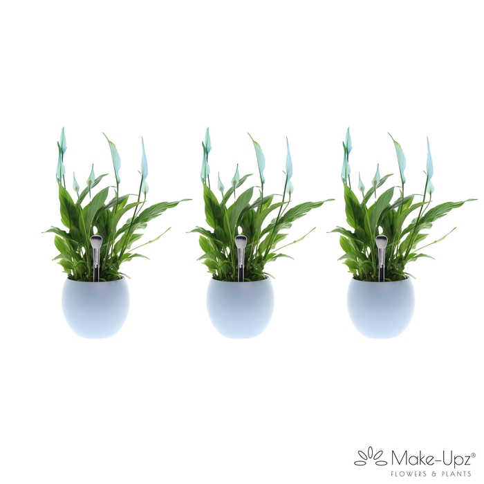 <h4>Spathiphyllum 13 cm Bellini Make Upz - Bolpot Blauw</h4>