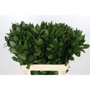 RUSCUS HYPOPHYLLUM