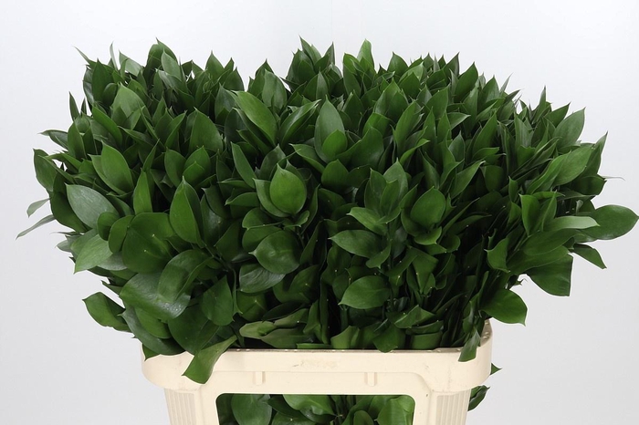 <h4>RUSCUS HYPOPHYLLUM</h4>