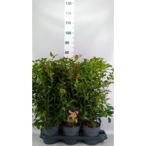 Viburnum tinus