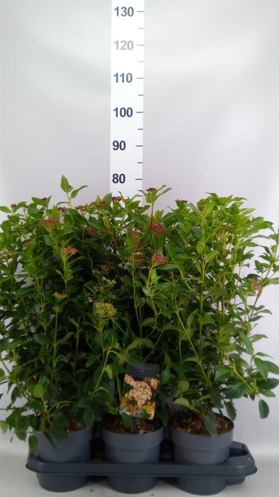<h4>Viburnum tinus</h4>