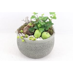 arr4 Amaryllis PL - Ker. barok 250/2