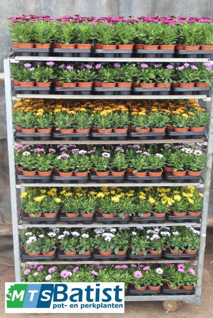<h4>OSTEO MIXSHELVE</h4>