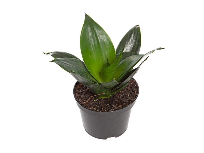 <h4>SANS TRIFASCIATA BLACK DRAGON P11</h4>
