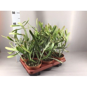 Euphorbia xylophyloides