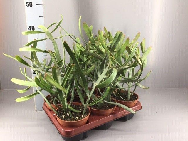 <h4>Euphorbia xylophyloides</h4>