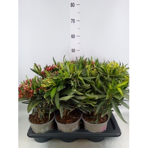 Nerium oleander ...