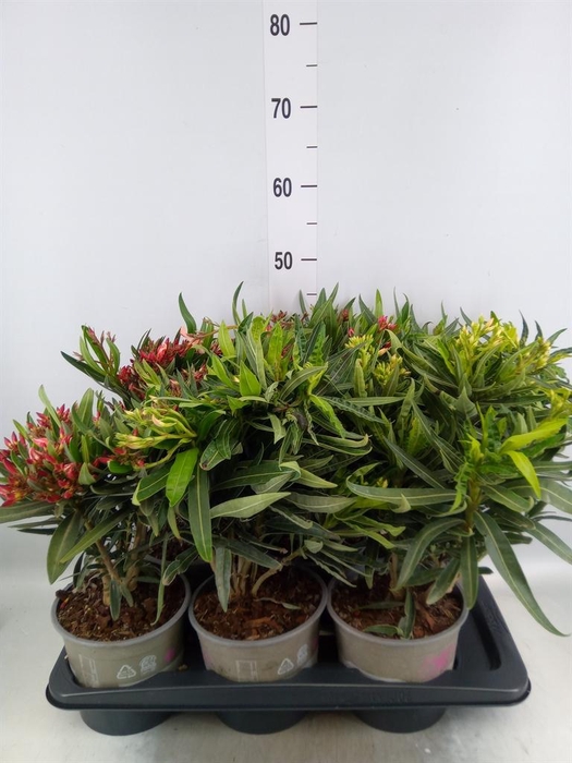 <h4>Nerium oleander   ...</h4>